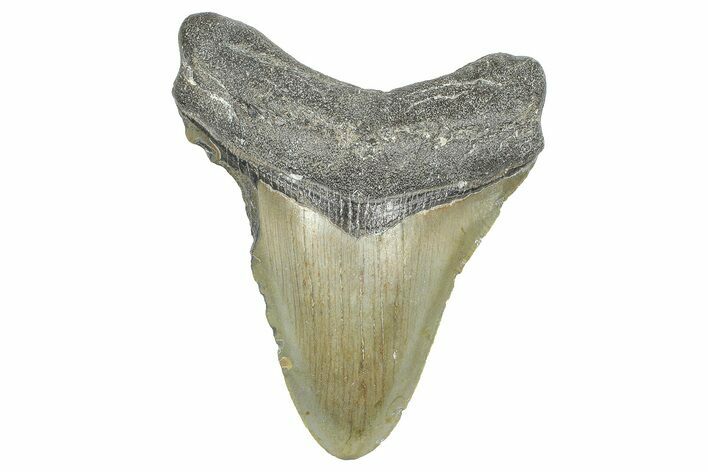 Fossil Megalodon Tooth - North Carolina #371690